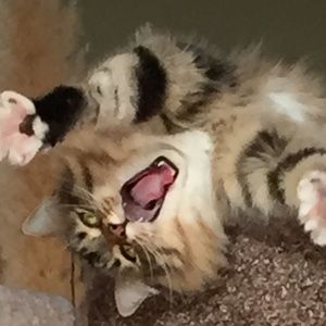 Meet your Posher, Sam