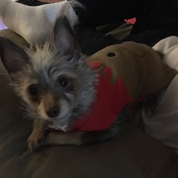 My pups Benji and Pretty Girl - Picture 3 of 8