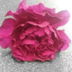 Meet your Posher, Liz