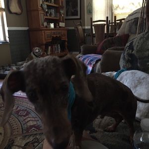 Meet your Posher, Darlene