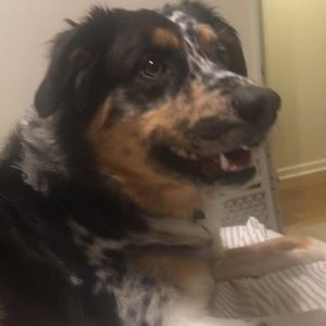 Meet your Posher, William