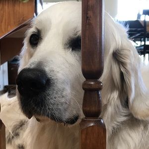 Meet your Posher, Aaron