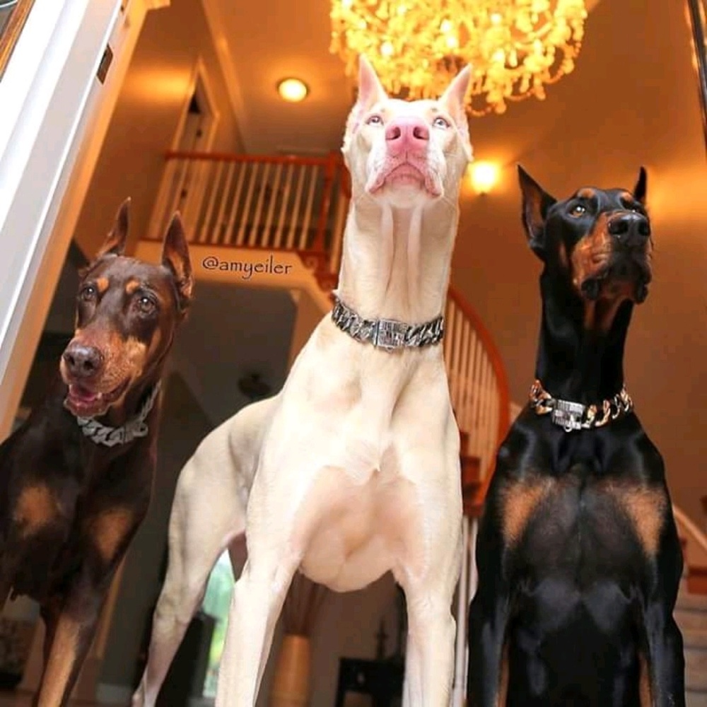 Meet your Posher, Keisha