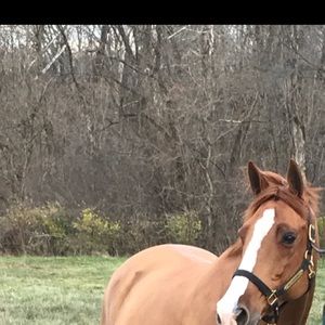 Meet your Posher, Ella