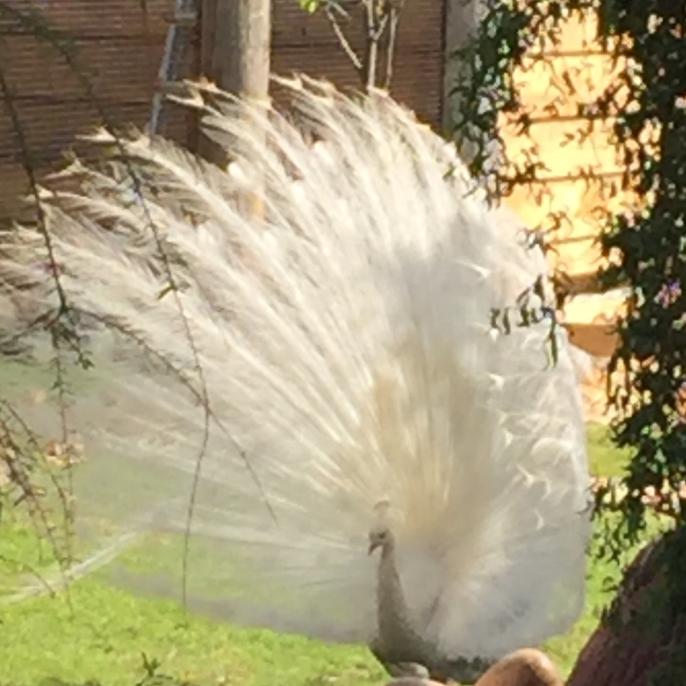 Meet your Posher, Mina