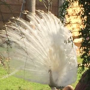 Meet your Posher, Mina