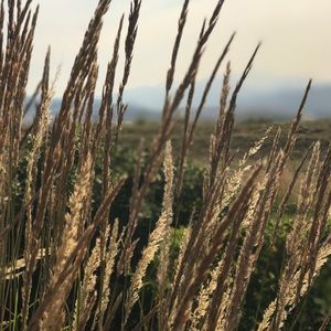 Meet your Posher, Jessie