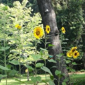 Meet your Posher, Yen