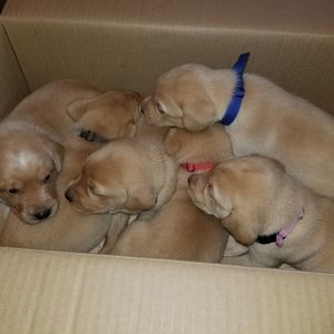 Meet your Posher, Dede