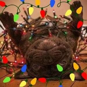 Meet your Posher, Rene