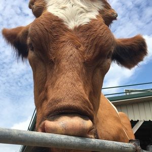 Meet your Posher, Chloe