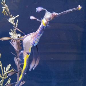 Meet your Posher, Steve