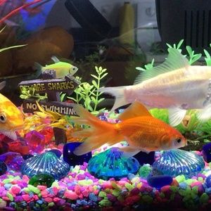 Meet your Posher, Deisy