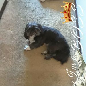 Meet your Posher, Suzy