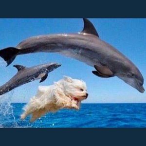 Meet your Posher, Derek