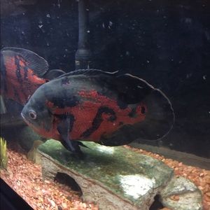 Meet your Posher, Jay