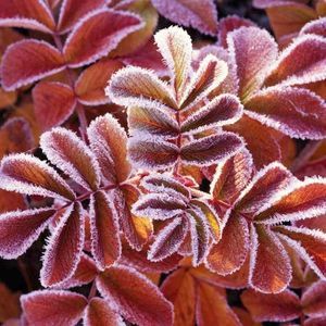 Meet your Posher, Rabia