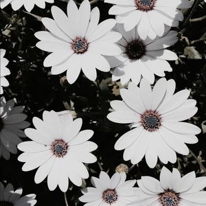 Meet your Posher, Sarai