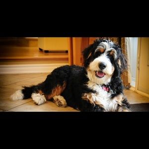 Meet your Posher, Avery