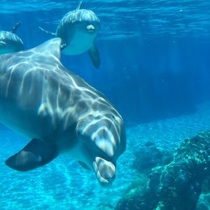 Meet your Posher, Alina