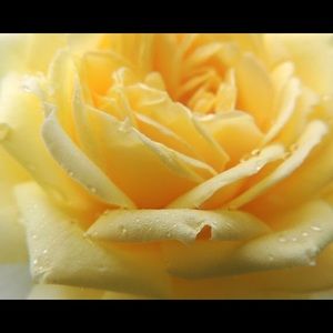 Meet your Posher, Sausha