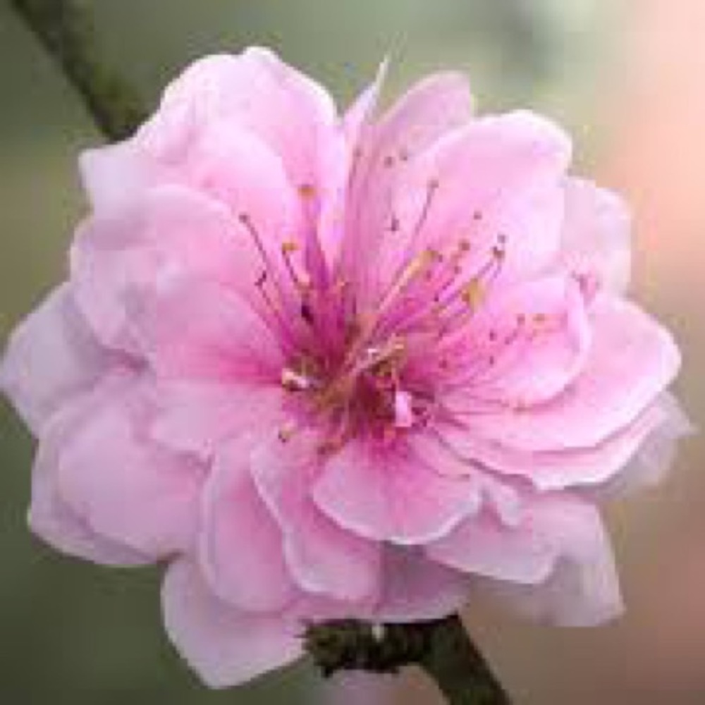 Meet your Posher, Kaylee