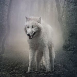 Meet your Posher, Spencer