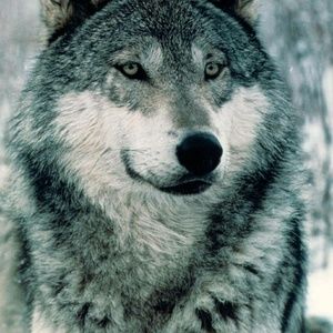 Meet your Posher, Wendy