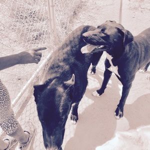 Meet your Posher, Merida