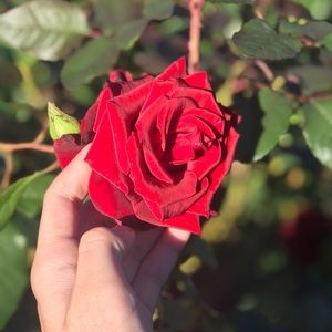 Meet your Posher, Taylor