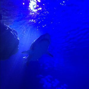 Meet your Posher, Ayham