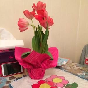 Meet your Posher, Priscilla