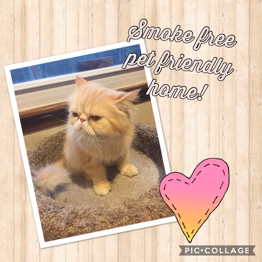Allergy Alert - Smoke free, pet friendly home!