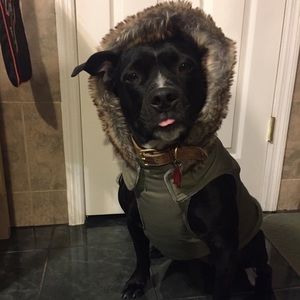 luvgear dog jacket