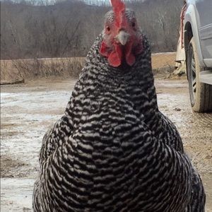 Meet your Posher, Lori