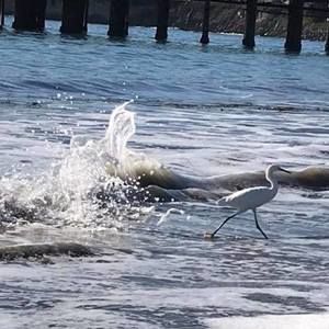 Meet your Posher, Al