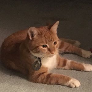 Meet your Posher, Austin