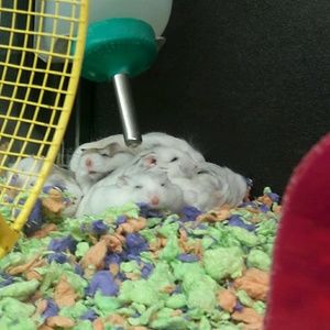 Meet your Posher, Vanilla