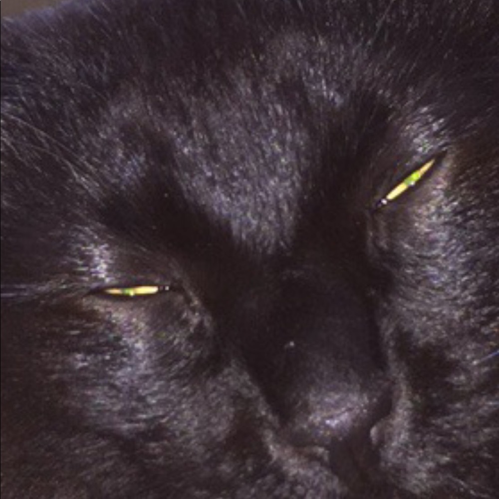 Meet your Posher, Cooper