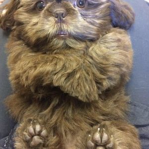 Meet your Posher, Misty