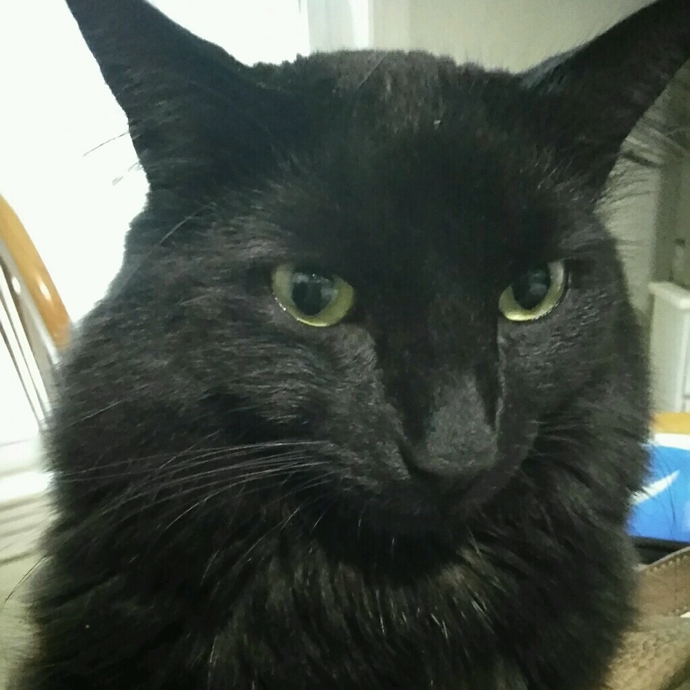 Meet your Posher, Josi