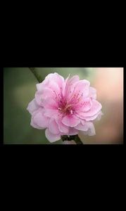 Meet your Posher, Cassie