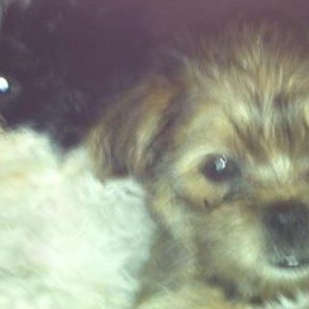 Meet your Posher, Missy