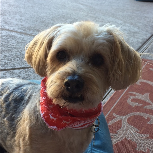 Meet your Posher, Kristy - Picture 3 of 8