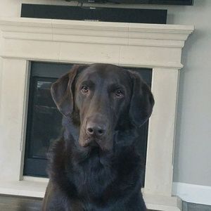 Meet your Posher, Samuel