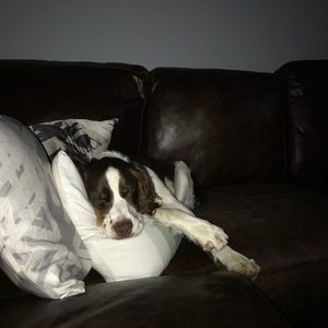 Meet your Posher, Thomas