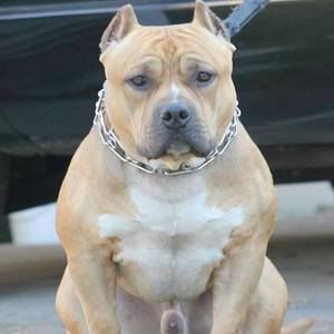 Meet your Posher, Joey