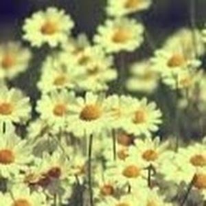 Meet your Posher, Cassidy