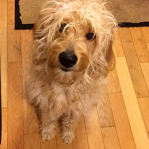 Meet your Posher, Gina