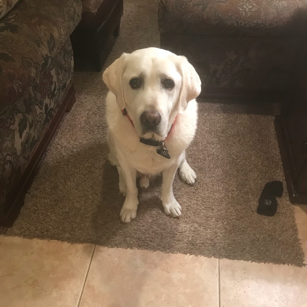 Meet your Posher, Rachael